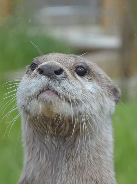 Close up of Otter face