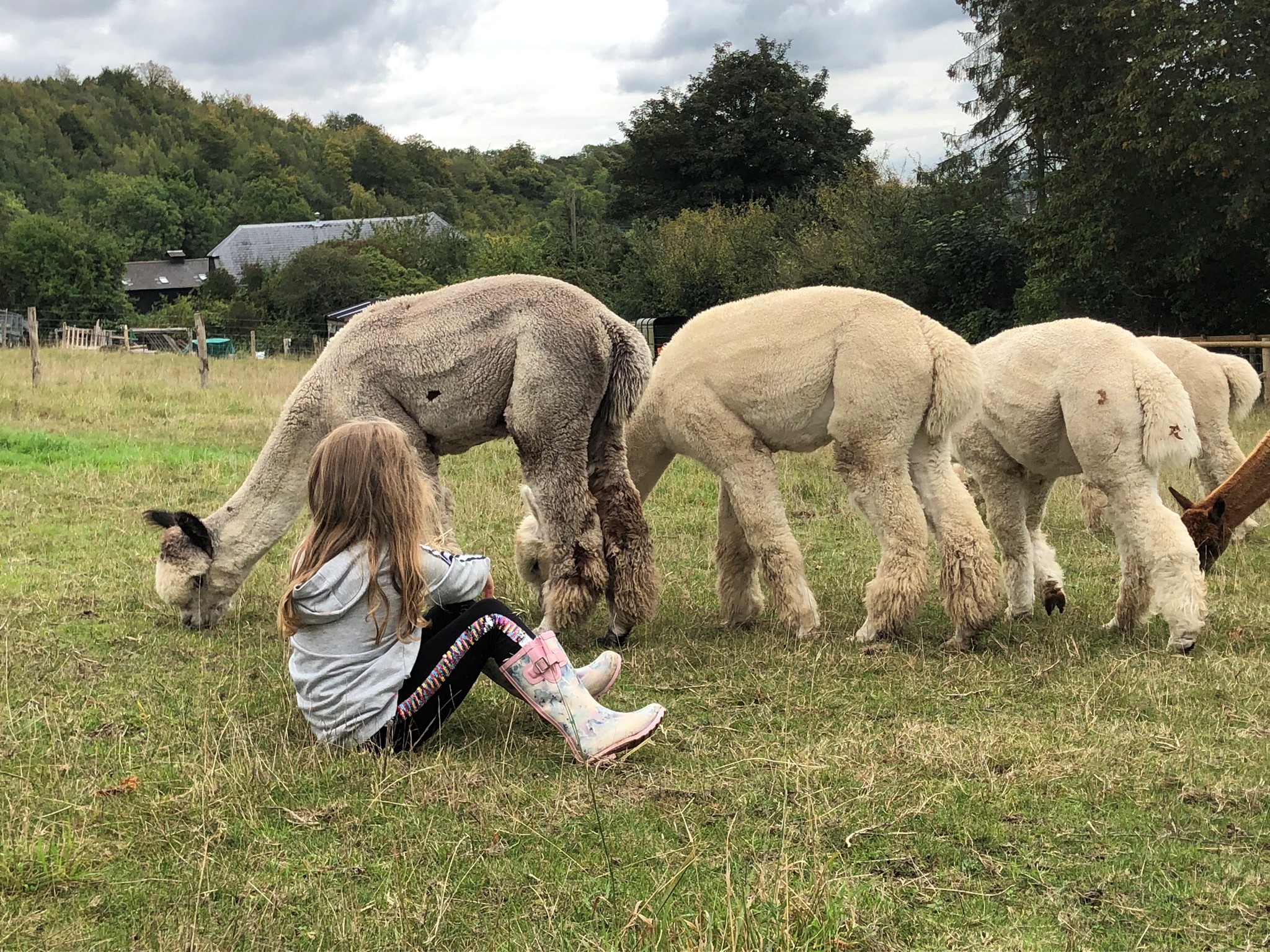 Girl With Alpacas