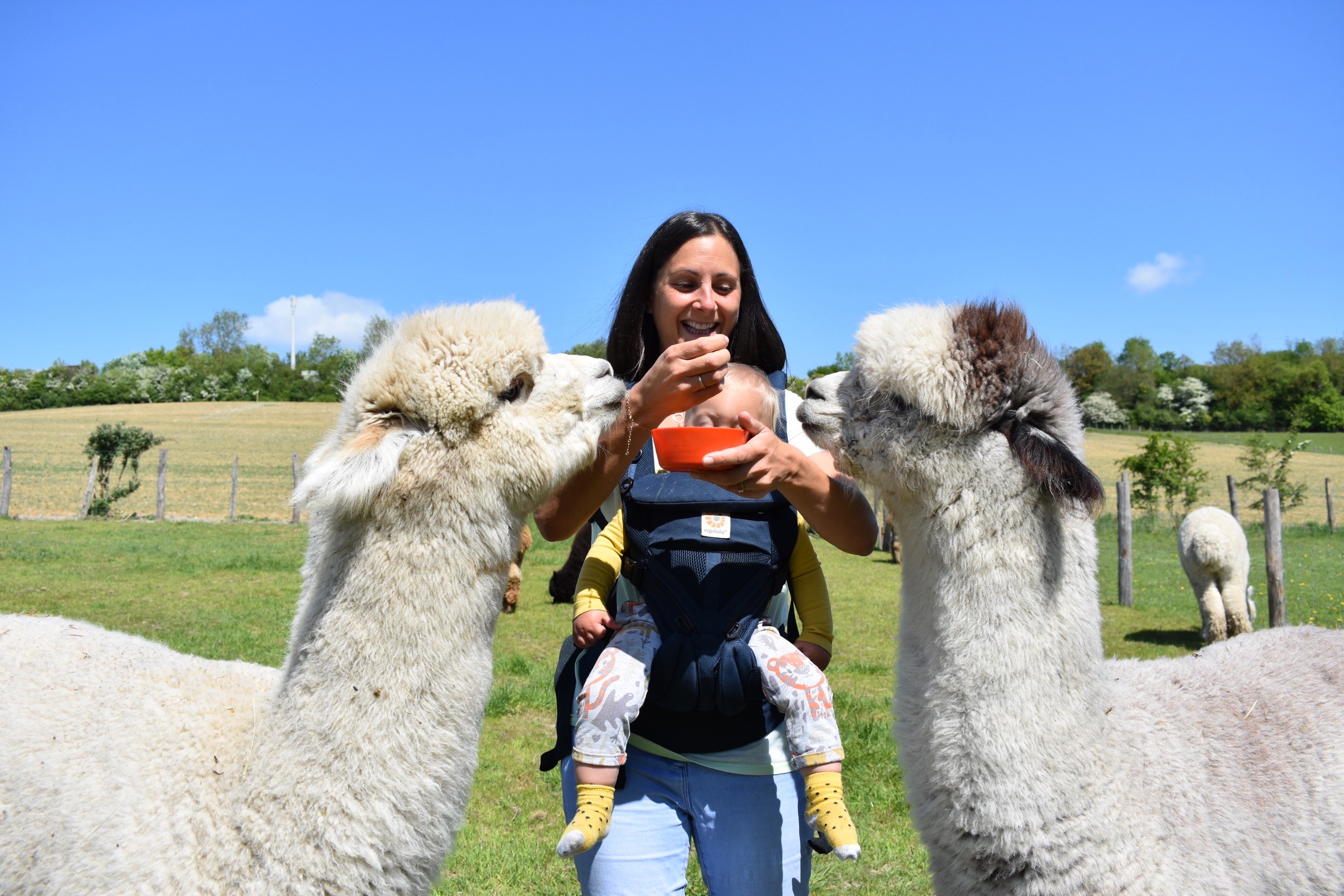 Lower Bush Alpaca Jameela And Baby With Alpacas
