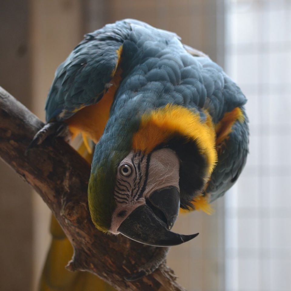 Fenn Bell Macaw