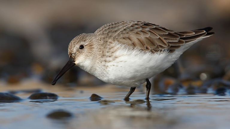 Cliffe Pools Winter Plumaged Dunlin Feeding