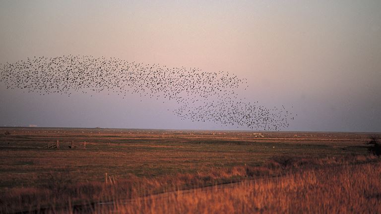 Cliffe Pools Flock