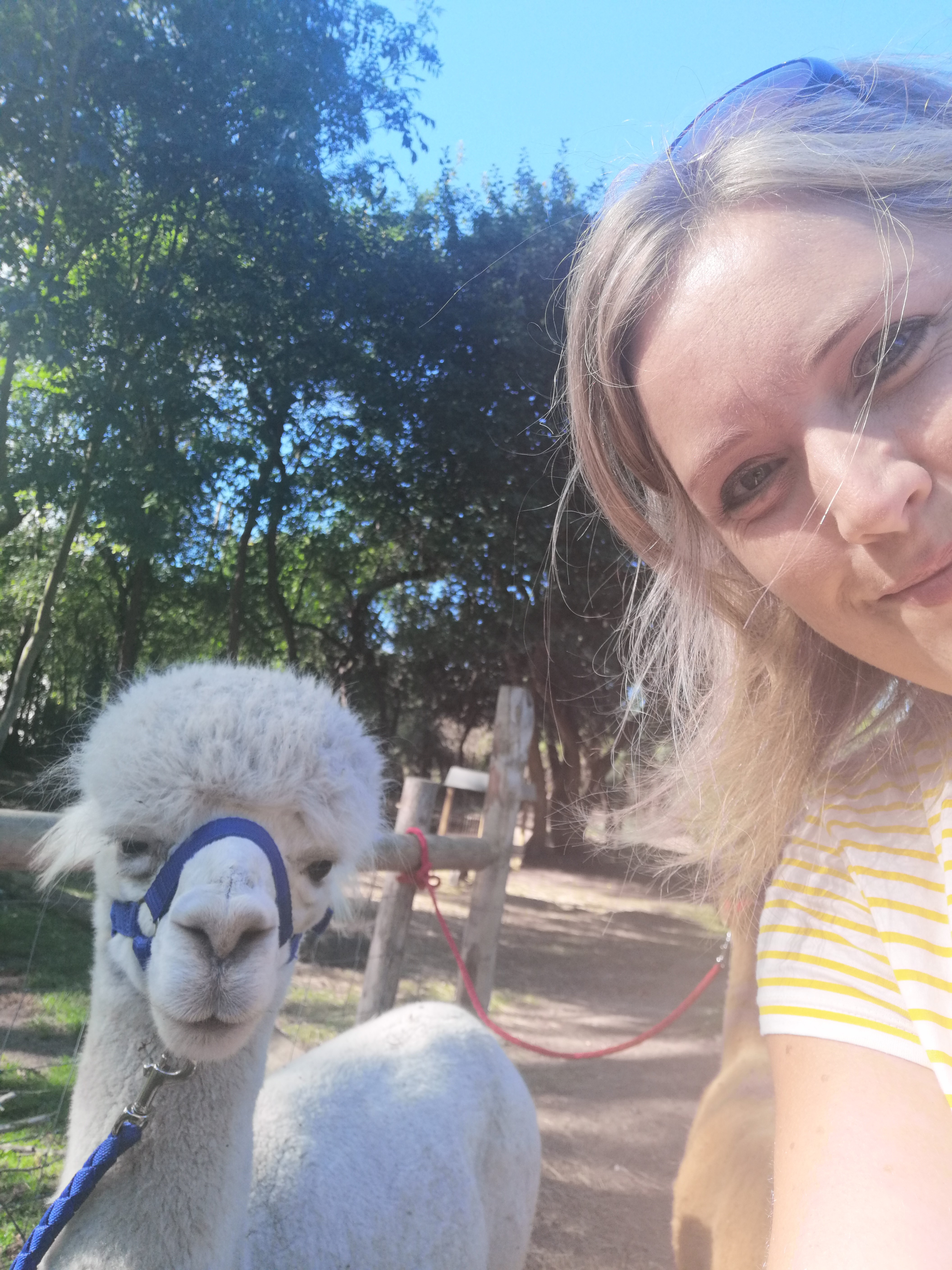 Woman's selfie with alpaca
