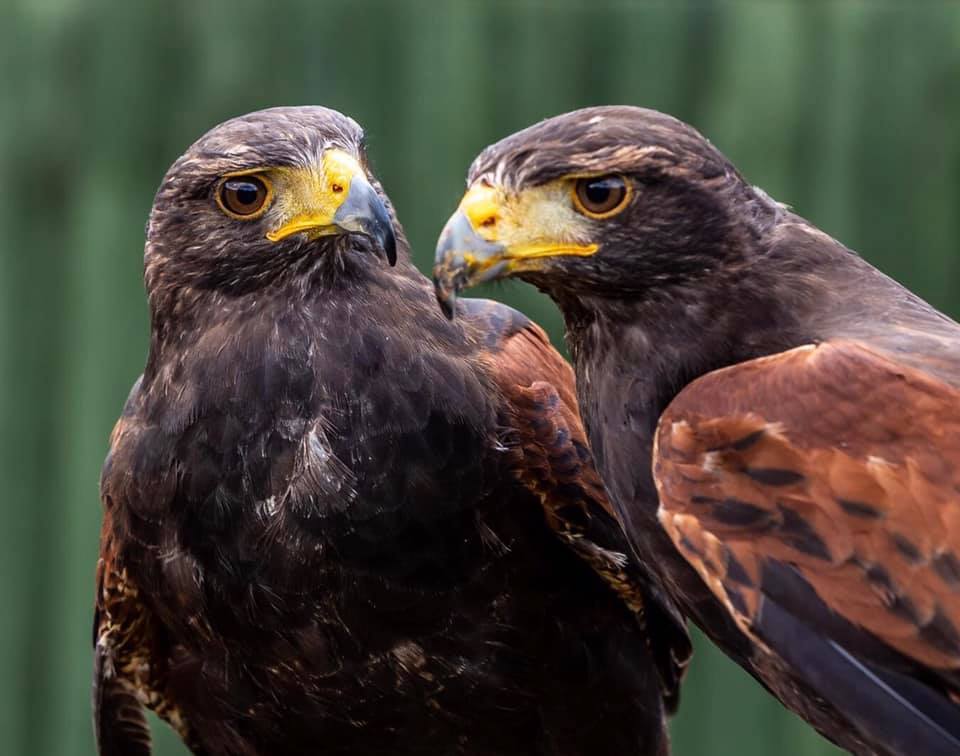 Soaring High Bodie And Grapple