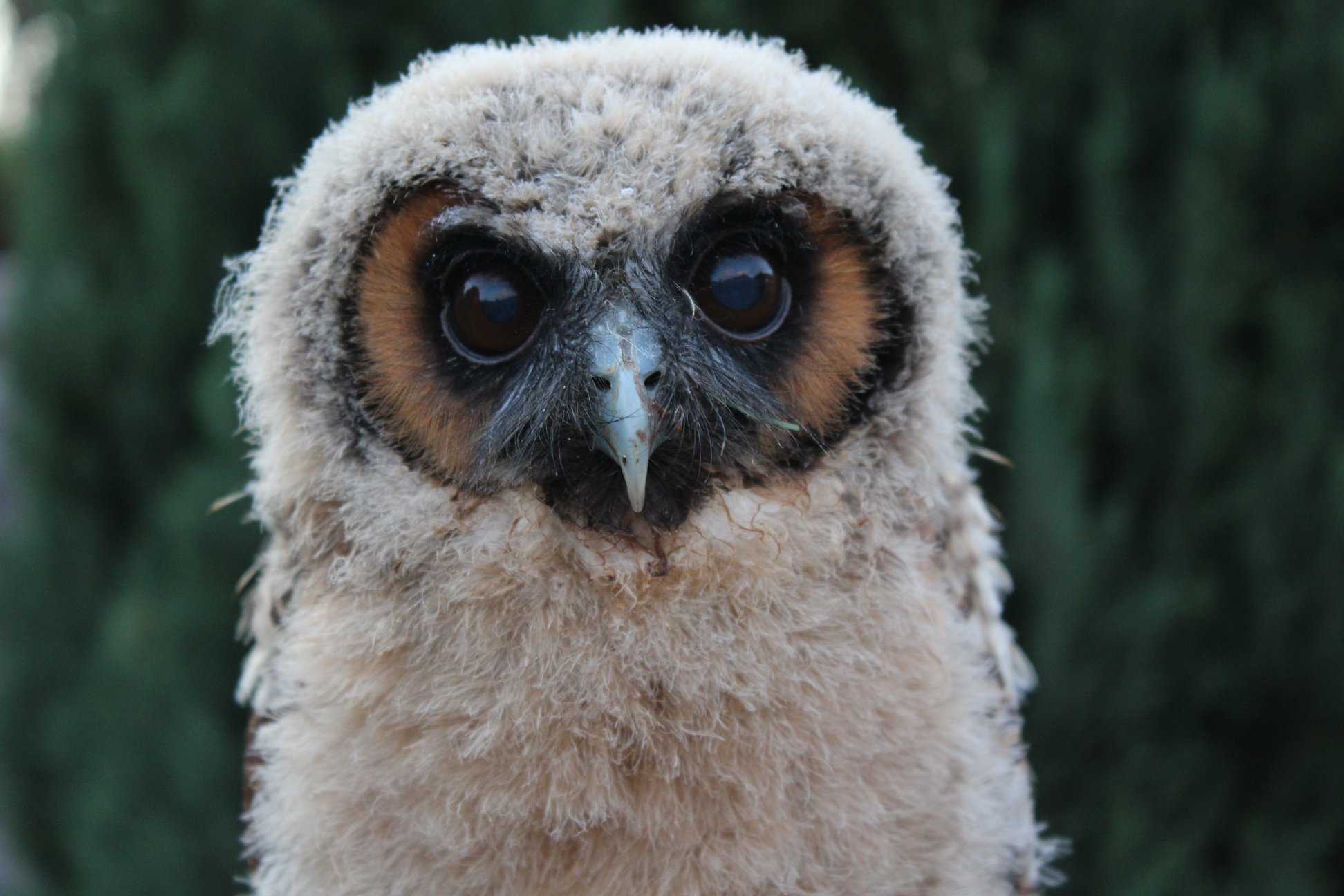 Soaring High White Owl